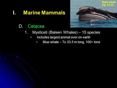 Marine Mammals Cetacea Mysticeti (Baleen Whales) – 15 species