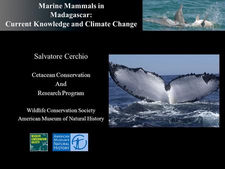 Marine Mammals in Madagascar: Current Knowledge and Climate Change Salvatore Cerchio Cetacean Conservation And Research Program Wildlife Conservation Society.