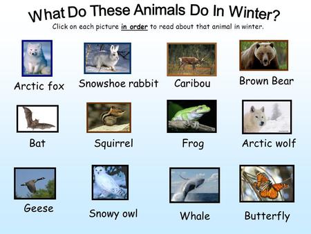 Arctic fox Snowshoe rabbit Caribou Brown Bear BatSquirrelFrogArctic wolf Geese Whale Snowy owl Butterfly Click on each picture in order to read about that.