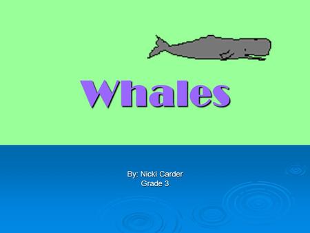Whales By: Nicki Carder Grade 3. What is a Whale?  A whale is a large, magnificent, intelligent mammal.  Whales have special made bodies just for them.