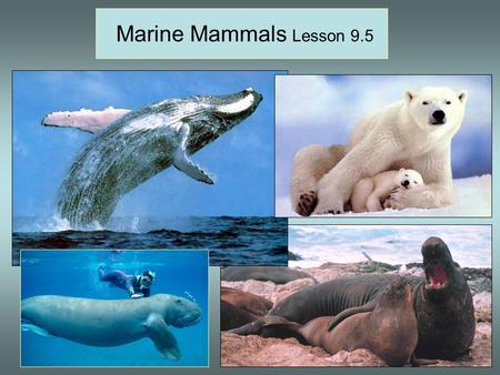 Marine Mammals Lesson 9.5 Great white shark, hump-backed whale breaching, sockeye salmon spawning, male and female elephant seals.
