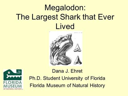 Megalodon: The Largest Shark that Ever Lived
