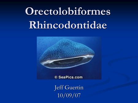 Orectolobiformes Rhincodontidae Jeff Guertin 10/09/07.