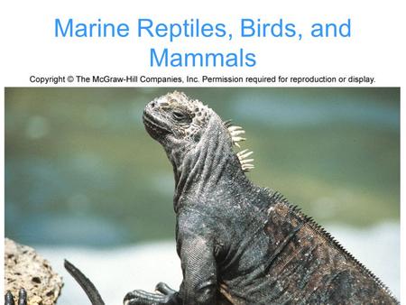 Marine Reptiles, Birds, and Mammals. Vertebrates Vertebrates originated in the ocean 350 million years ago Vertebrates descended from bony fish Land dwelling.