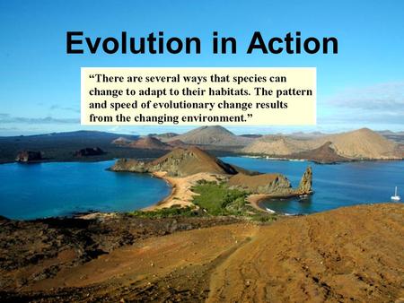 Evolution in Action. What is a Species? Morphological definition – a species is defined by its structure and appearance Biological definition – a species.
