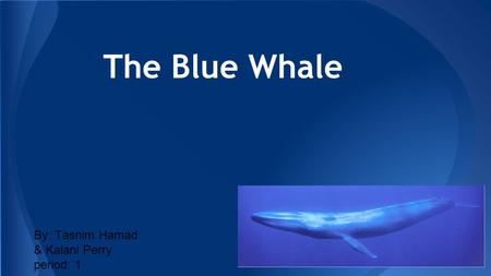 The Blue Whale By: Tasnim Hamad & Kalani Perry period: 1.