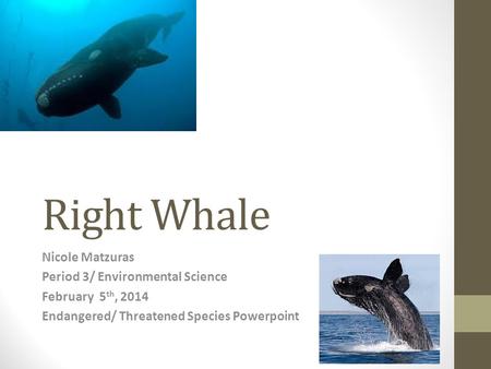 Right Whale Nicole Matzuras Period 3/ Environmental Science February 5 th, 2014 Endangered/ Threatened Species Powerpoint.