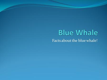 Facts about the blue whale!. The blue whale is a marine mammal belonging to the baleen whales. At 30 meters in length and 170 tones or more in weight.