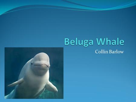 Collin Barlow. Show Me The Whale Facts! Scientific name: Delphinapterus leucas Small, white-toothed whale. Adult belugas may reach a length of 16 feet.