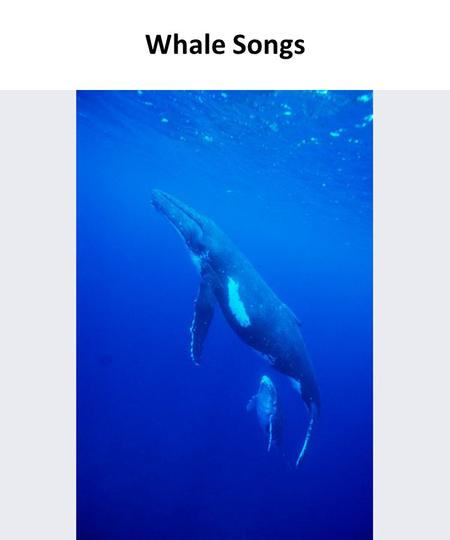 Whale Songs. Humpback whale song, wavelet graph These images are visual representations of songs sung by whales and dolphins.