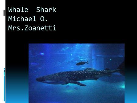 Whale Shark Michael O. Mrs.Zoanetti Appearance  It has white spots  They are thick blooded  They can be found in million groups  They prefer warm.