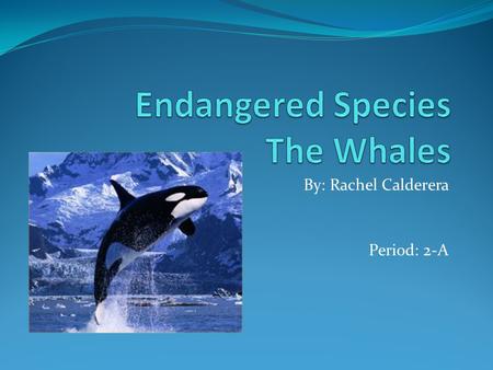Endangered Species The Whales