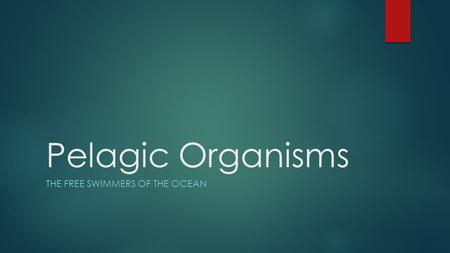 Pelagic Organisms THE FREE SWIMMERS OF THE OCEAN.