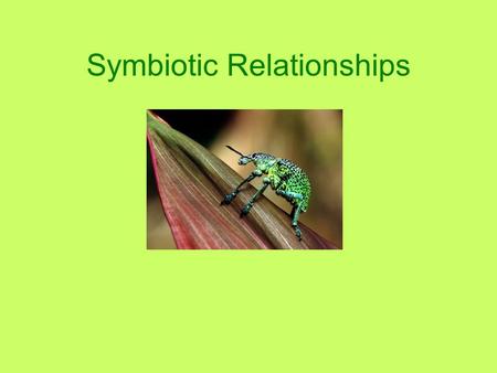 Symbiotic Relationships. What is symbiosis? What it means: Two organisms that live together Temporarily or for a longer time At least one of the organisms.
