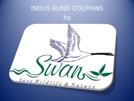 INDUS BLIND DOLPHINS by. Blind river dolphins Cetacean.