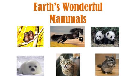 Earth’s Wonderful Mammals