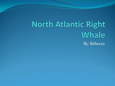 By: Rebecca. Physical Characteristics The North Atlantic Right Whale can be 45-55 feet long. The North Atlantic Right Whale weighs up to 70 tons. The.