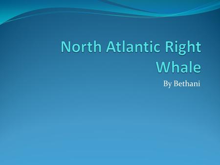 By Bethani. PHYSICAL CHARACTERISTICS The length of the North Atlantic Right Whale is up to 55 ft. The North Atlantic Right Whale can weigh up to 70 tons.