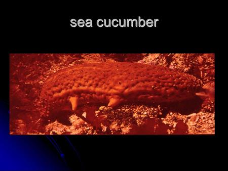 Sea cucumber. tentacles of the sea cucumber sea cucumber.