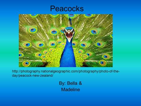 Peacocks By: Bella & Madeline  day/peacock-new-zealand/