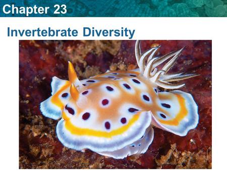 Invertebrate Diversity