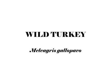 WILD TURKEY Meleagris gallopavo. Turkey Facts 5,000-6,000 feathers cover the body in patterns called feather tracts Feathers keep turkey dry & warm Allow.