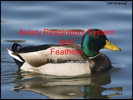 Aviary Respiratory System and Feathers