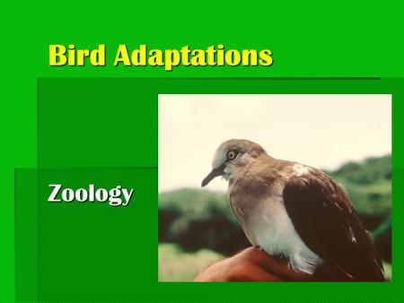 Bird Adaptations Zoology.