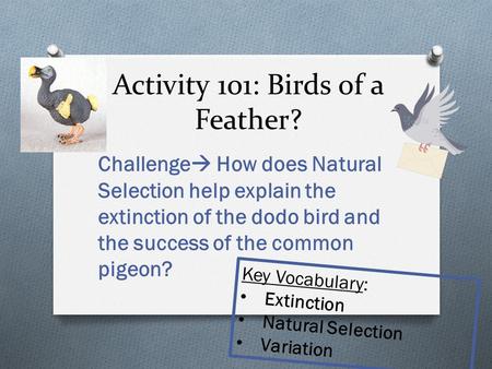 Activity 101: Birds of a Feather?