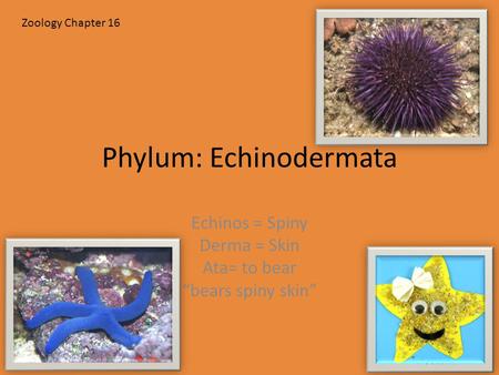 Phylum: Echinodermata Echinos = Spiny Derma = Skin Ata= to bear “bears spiny skin” Zoology Chapter 16.