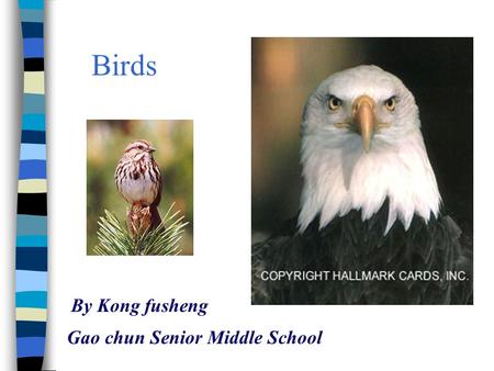 Birds By Kong fusheng Gao chun Senior Middle School.
