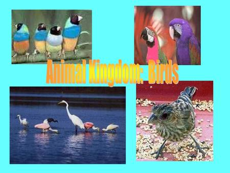 Animal Kingdom: Birds.