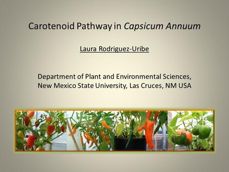 Carotenoid Pathway in Capsicum Annuum Laura Rodriguez-Uribe Department of Plant and Environmental Sciences, New Mexico State University, Las.