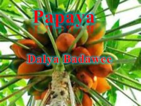 Papaya Dalya Badawee.