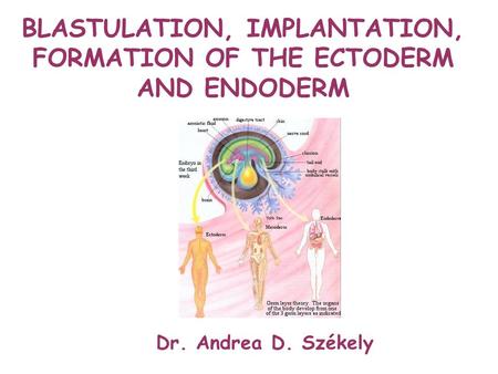 Dr. Andrea D. Székely BLASTULATION, IMPLANTATION, FORMATION OF THE ECTODERM AND ENDODERM.
