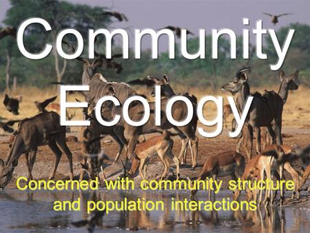 Concerned with community structure and population interactions