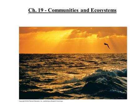 Ch. 19 - Communities and Ecosystems. How do organisms interact in a community? Properties of a community: Diversity - variety of different kinds of organisms.