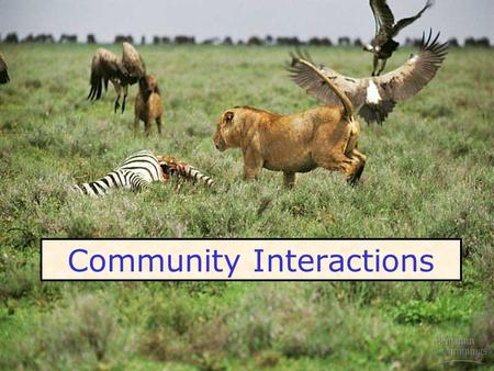 Community Interactions. Community – all the species in a given location at a given time Habitat the physical environment they live in : Redwood forest.