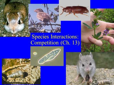 Species Interactions: Competition (Ch. 13). Competition (Ch. 13) Definition: –Individuals attempt to gain more resource in limiting supply –(-,-) interaction: