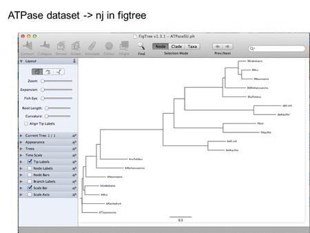 ATPase dataset -> nj in figtree. ATPase dataset -> muscle -> phyml (with ASRV)– re-rooted.