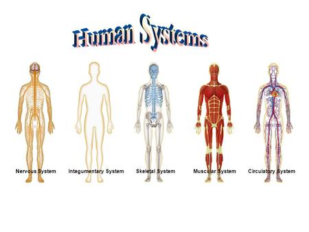 Nervous SystemIntegumentary SystemSkeletal SystemMuscular SystemCirculatory System.
