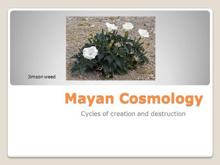 Mayan Cosmology Cycles of creation and destruction Jimson weed.