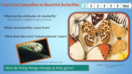 What are the attributes of a butterfly? (turn and talk to a neighbor for about 3 minutes) Where do butterflies come from? What does the word 'metamorphosis'