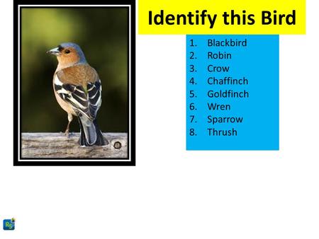 Identify this Bird 1.Blackbird 2.Robin 3.Crow 4.Chaffinch 5.Goldfinch 6.Wren 7.Sparrow 8.Thrush.