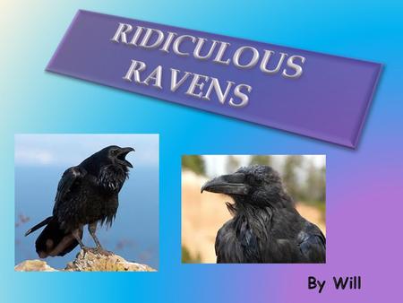 Do you know which bird is massive and black all over? It’s a raven! If you do not know about a raven or if you do not know what a raven is, then you are.