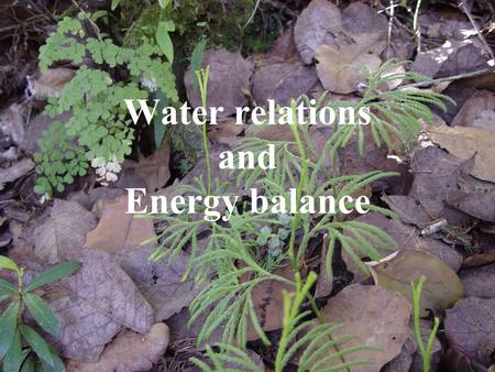 Water relations and Energy balance