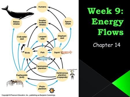 LEARNING OUTCOMES By the end of this week, you should: Be able to describe the ways in which energy flows through ecosystems. Recognise that matter cycles.
