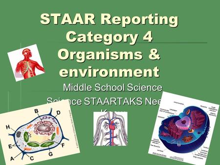 STAAR Reporting Category 4 Organisms & environment