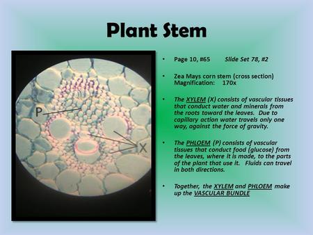 Plant Stem Page 10, #65 Slide Set 78, #2