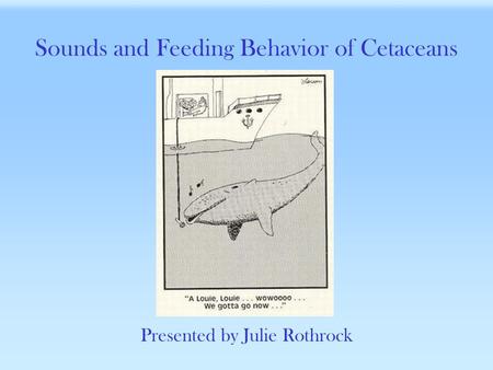 Sounds and Feeding Behavior of Cetaceans Presented by Julie Rothrock.
